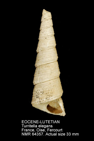 EOCENE-LUTETIAN Turritella elegans.jpg - EOCENE-LUTETIANTurritella elegansDeshayes,1861